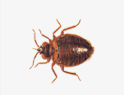 Bed Bugs Removal